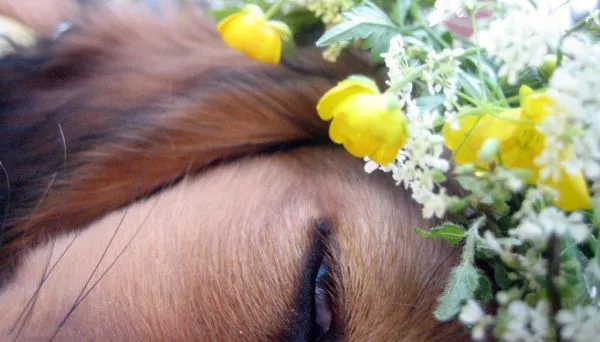 Midsummer