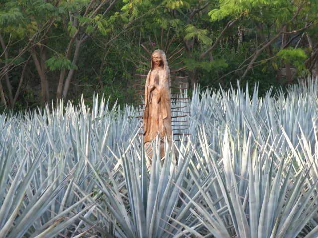 Mezcal and pulque