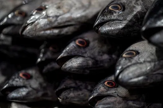 Fish at the Jaffa port