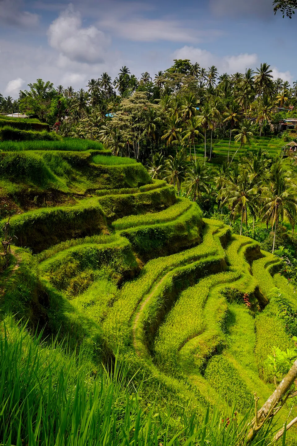 Tegalalang rice terraces