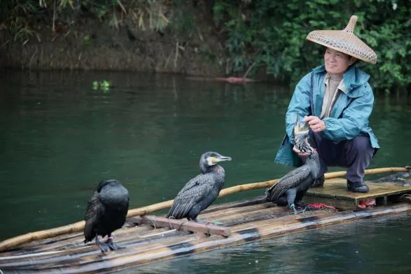 Cormorant fishing