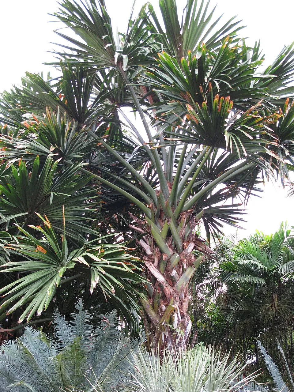 Nong Nooch Tropical Garden