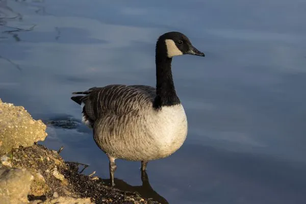 Roast goose