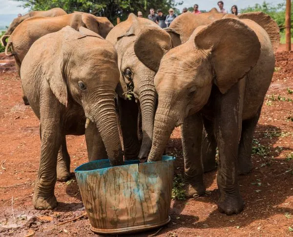 Sheldrick Wildlife Trust