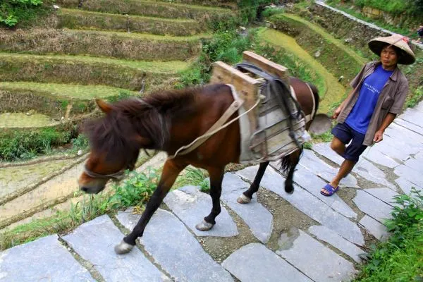 Longji rice terraces