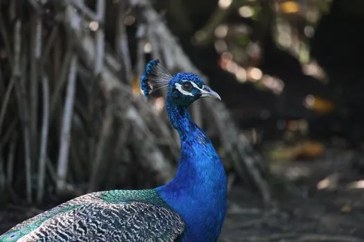 Indigenous Eyes Ecological Park