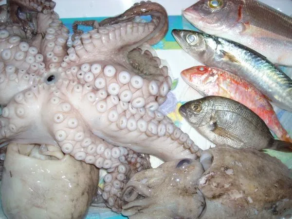 Fresh Red Sea fish