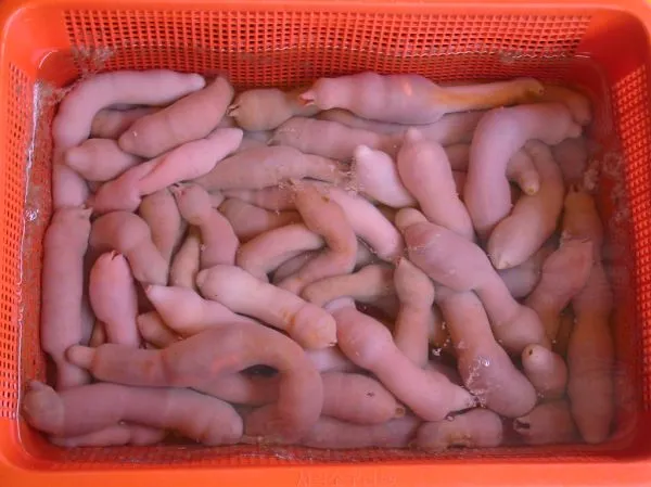 Sea cucumber
