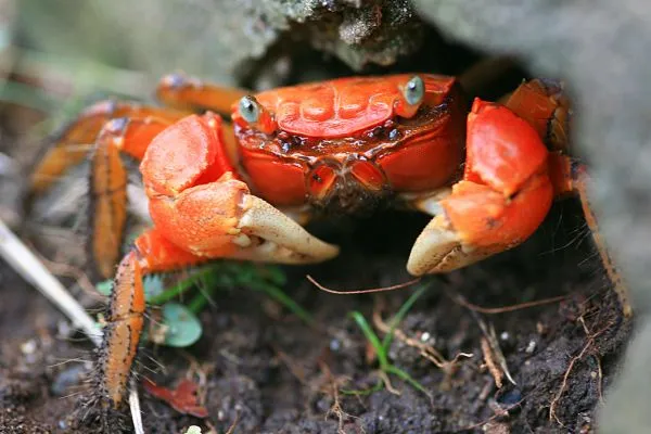Hairy crab
