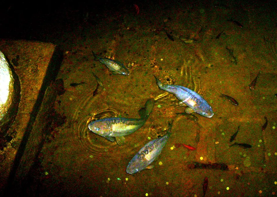 Basilica Cistern