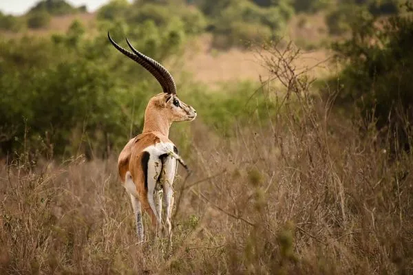 Nairobi National Park, Nairobi