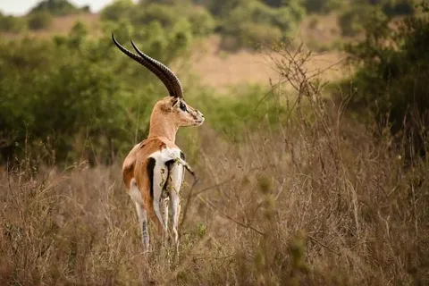 Nairobi National Park, Nairobi