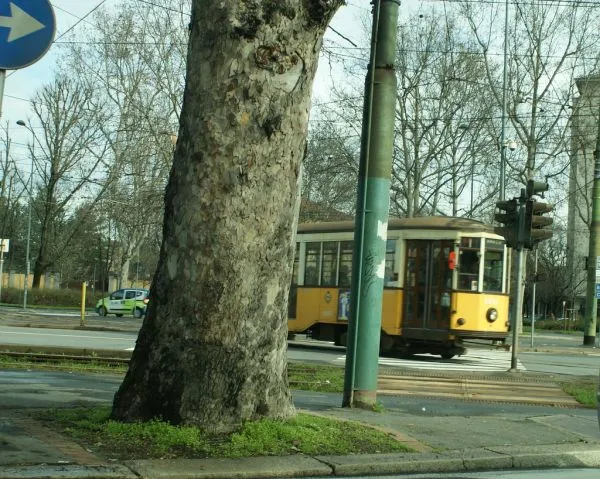 Trams