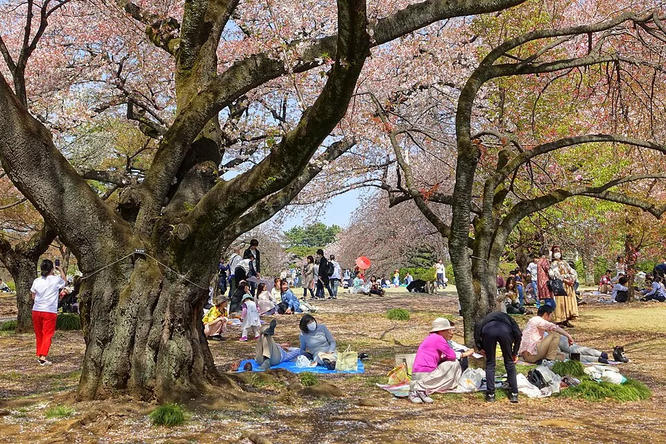 Hanami