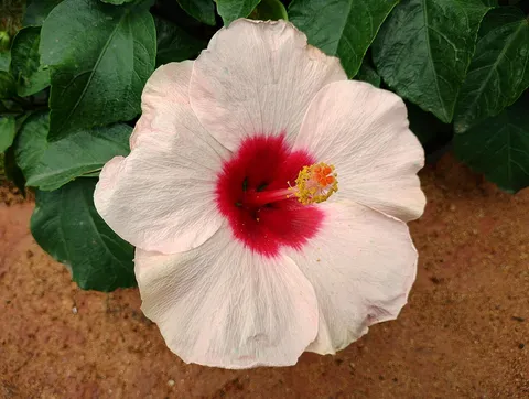 Lalbagh Botanical Garden, Bangalore