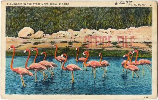 Everglades