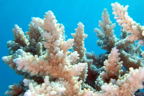 Red Sea reefs