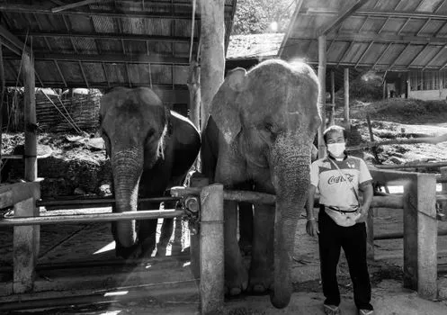 Elephant sanctuaries, chosen carefully