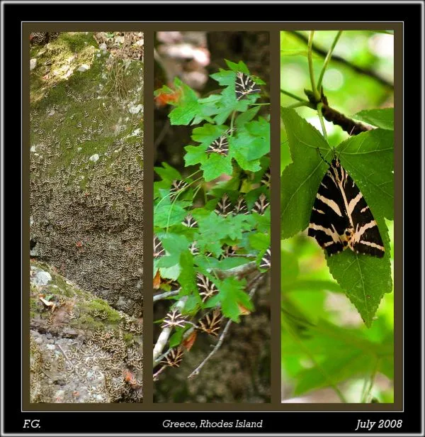 Valley of the Butterflies
