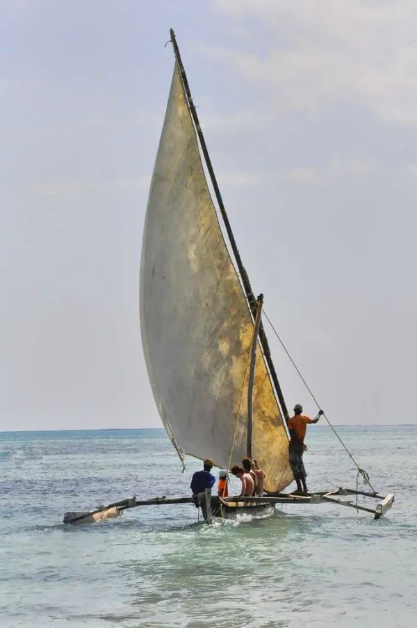 Dhow sailing