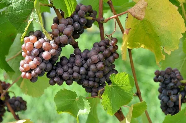 Fruit from the valley