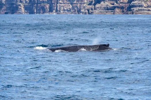 Whale watching