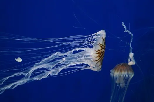 Georgia Aquarium