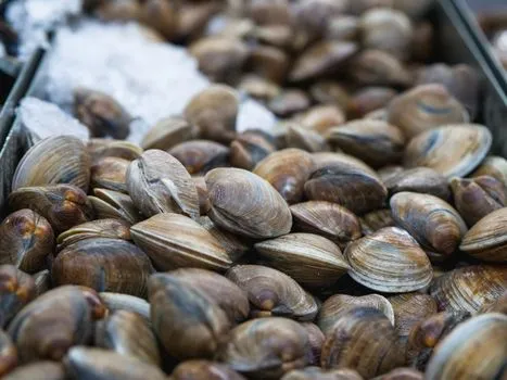 Clam chowder