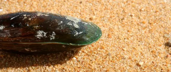 Green-lipped mussels