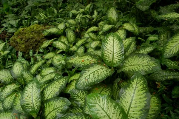 Garden of the Sleeping Giant