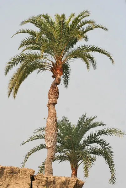 Palm sugar and palm wine