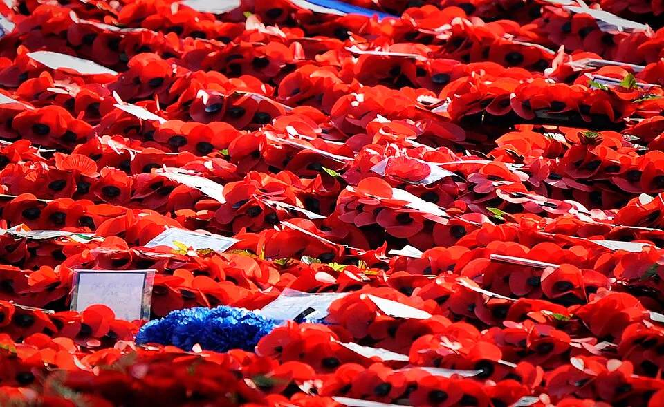 Remembrance poppies