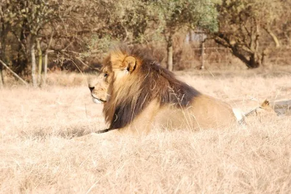 Lion and Safari Park