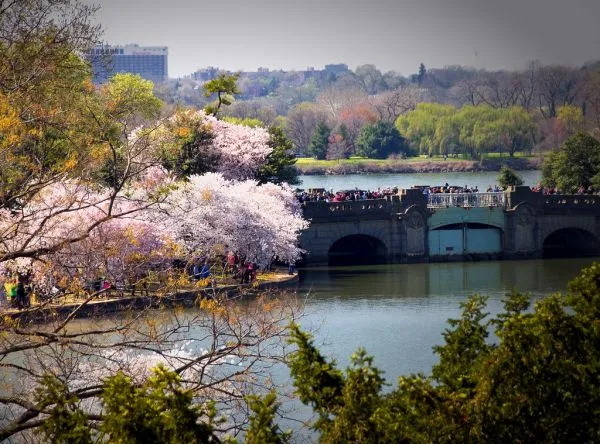 Cherry blossom