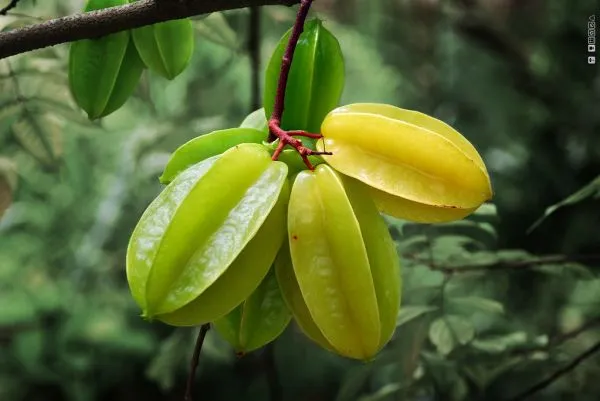 Tropical fruit