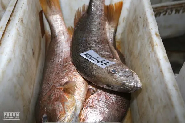 Fresh Andaman seafood