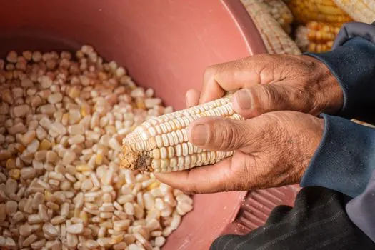 Papas and Andean grains
