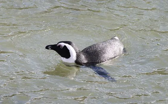 Boulders Beach