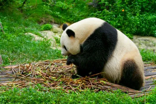 Giant Panda Breeding Base, Chengdu