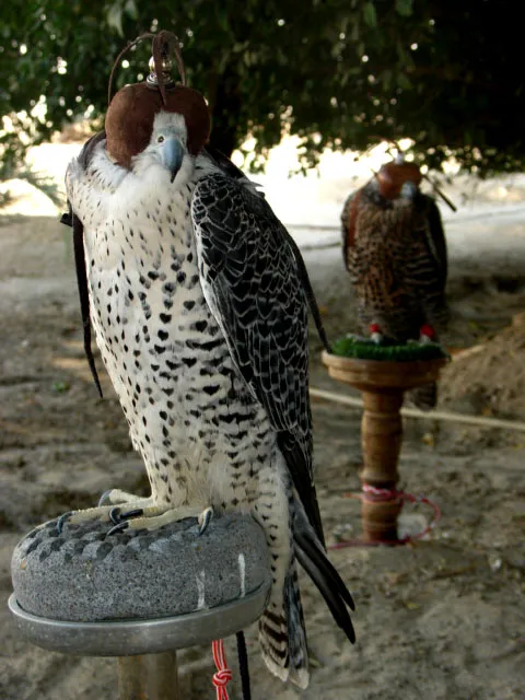 Falconry