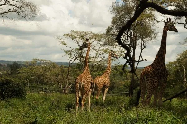 Giraffe Centre