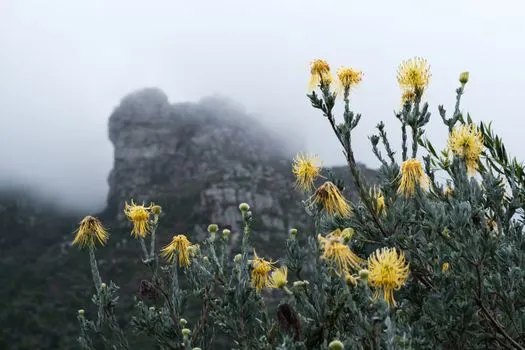 Kirstenbosch