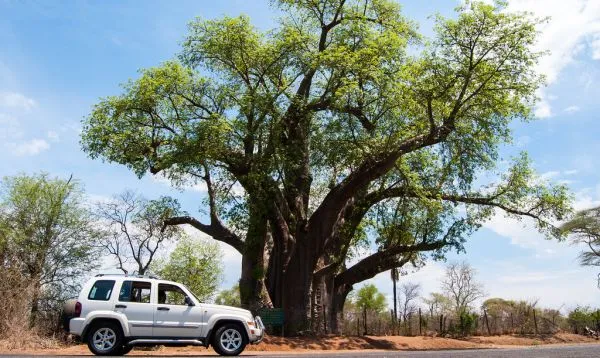The Big Tree
