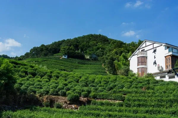 Longjing tea villages