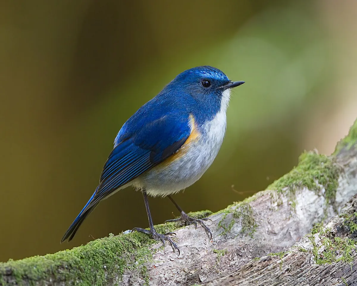 Doi Inthanon National Park