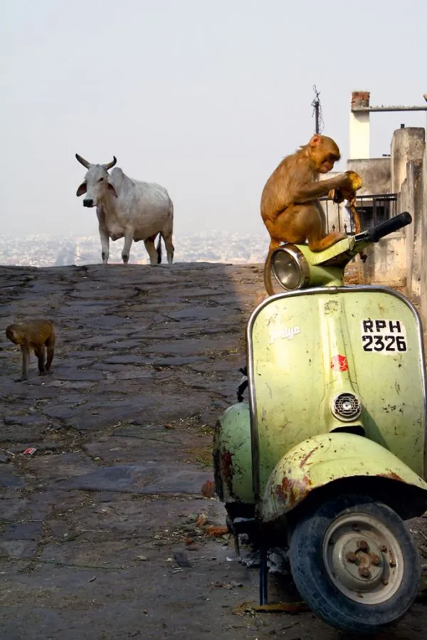 Hired car for forts