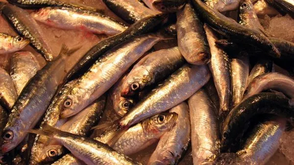Baltic herring and smoked fish
