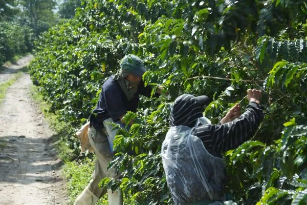 Colombian coffee