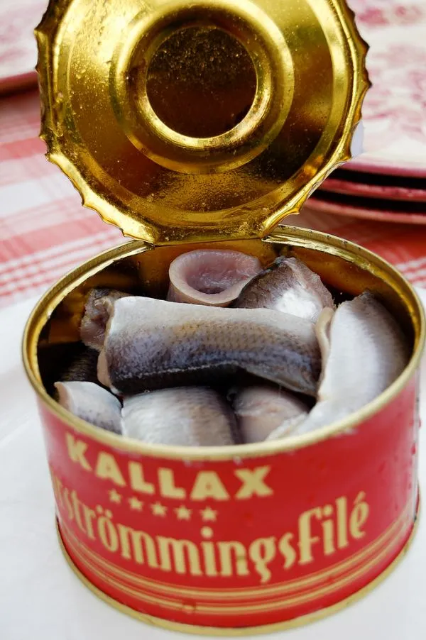 Baltic herring