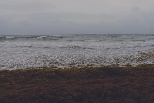 Sargassum season